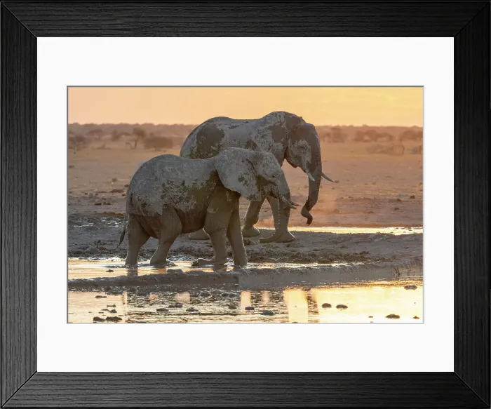 Framed Print : African elephant (Loxodonta africana) at sunset, Nxai Pan National Park, Botswana, Africa