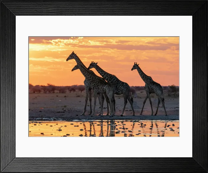 Framed Print : Giraffes (Giraffa camelopardalis) at sunset at a waterhole, Nxai Pan National Park, Botswana, Africa Framed Print : Giraffes (Giraffa camelopardalis) at sunset at a waterhole, Nxai Pan National Park, Botswana, Africa