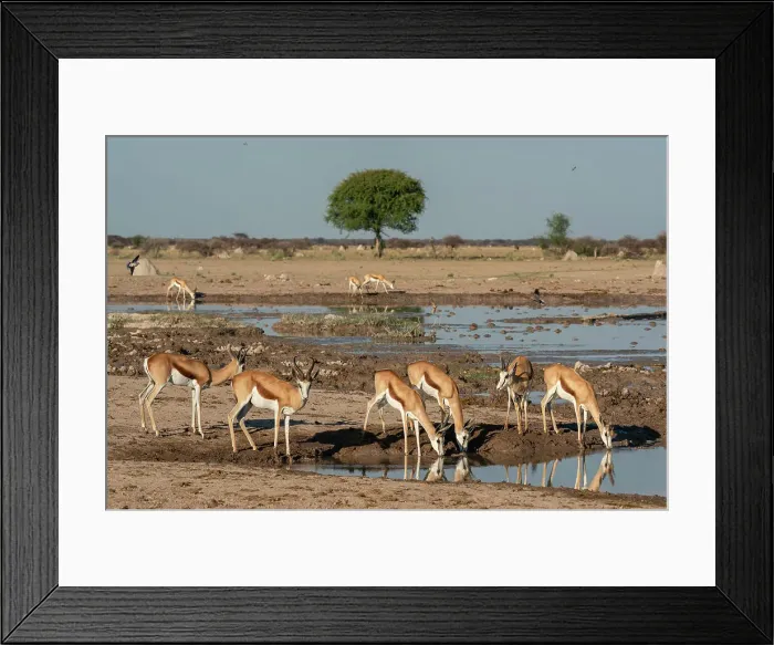 Framed Print : Springboks (Antidorcas marsupialis), Nxai Pan National Park, Botswana, Africa Framed Print : Springboks (Antidorcas marsupialis), Nxai Pan National Park, Botswana, Africa