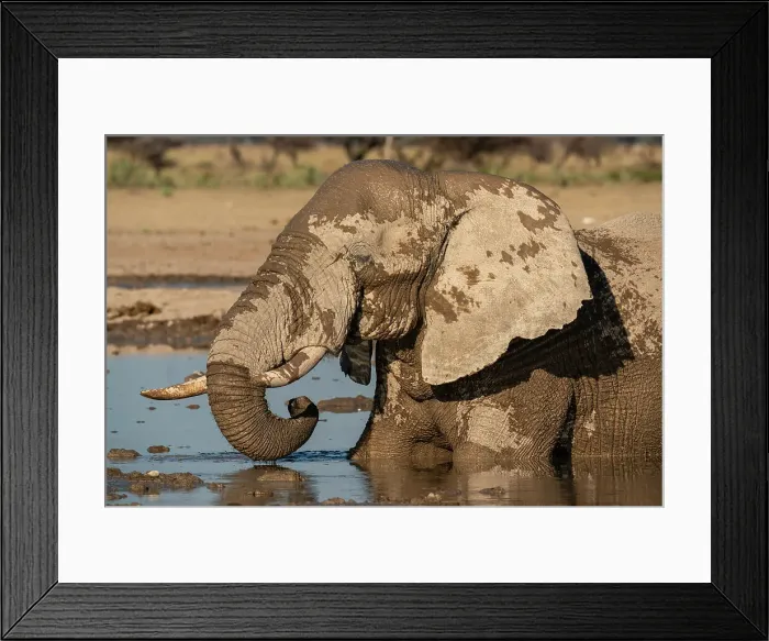 Framed Print : African elephant (Loxodonta africana) at waterhole, Nxai Pan National Park, Botswana, Africa Framed Print : African elephant (Loxodonta africana) at waterhole, Nxai Pan National Park, Botswana, Africa