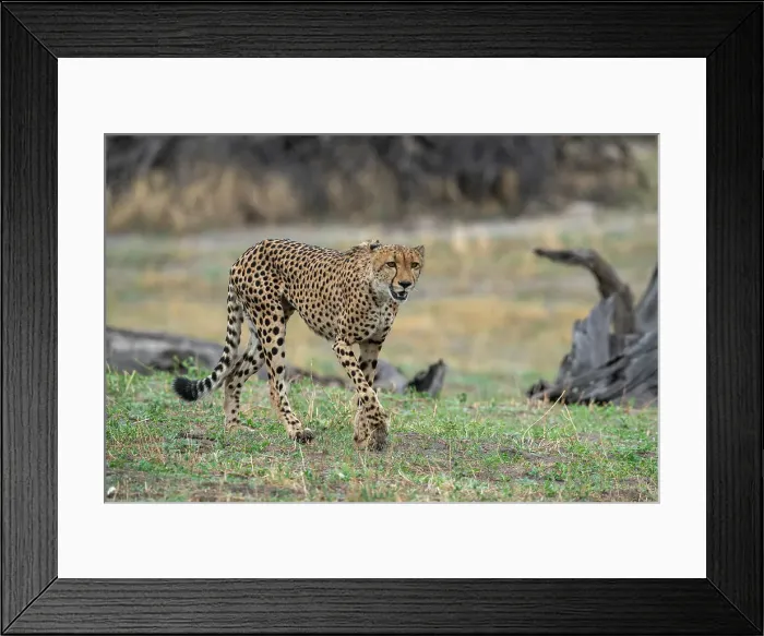 Framed Print : Cheetah (Acynonix jubatus) walking, Savuti, Chobe National Park, Botswana, Africa