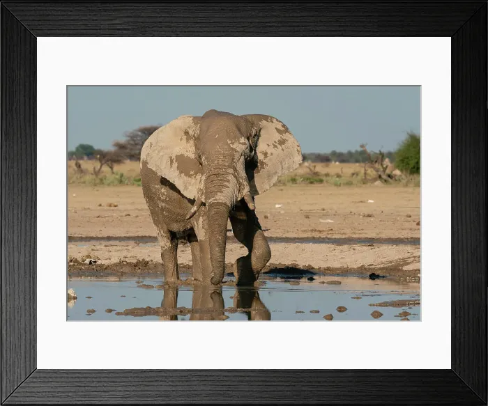Framed Print : African elephant (Loxodonta africana) at waterhole, Nxai Pan National Park, Botswana, Africa Framed Print : African elephant (Loxodonta africana) at waterhole, Nxai Pan National Park, Botswana, Africa