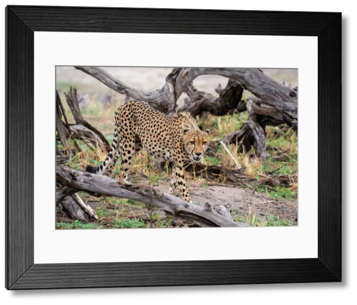 Framed Print : Cheetah (Acynonix jubatus) walking, Savuti, Chobe National Park, Botswana, Africa Framed Print : Cheetah (Acynonix jubatus) walking, Savuti, Chobe National Park, Botswana, Africa