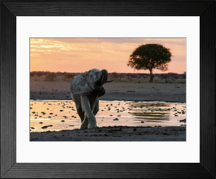 Framed Print : African elephant (Loxodonta africana) at sunset, Nxai Pan National Park, Botswana, Africa Framed Print : African elephant (Loxodonta africana) at sunset, Nxai Pan National Park, Botswana, Africa