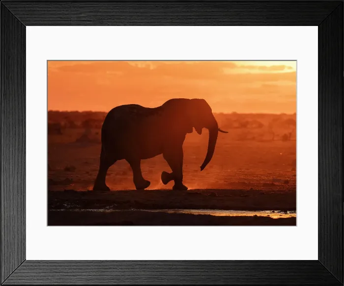 Framed Print : African elephant (Loxodonta africana) at sunset, Nxai Pan National Park, Botswana, Africa Framed Print : African elephant (Loxodonta africana) at sunset, Nxai Pan National Park, Botswana, Africa
