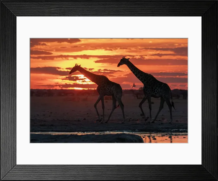 Framed Print : Giraffes (Giraffa camelopardalis) at sunset at a waterhole, Nxai Pan National Park, Botswana, Africa Framed Print : Giraffes (Giraffa camelopardalis) at sunset at a waterhole, Nxai Pan National Park, Botswana, Africa