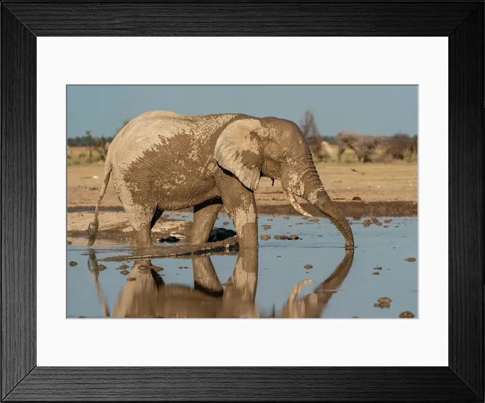 Framed Print : African elephant (Loxodonta africana) at waterhole, Nxai Pan National Park, Botswana, Africa Framed Print : African elephant (Loxodonta africana) at waterhole, Nxai Pan National Park, Botswana, Africa