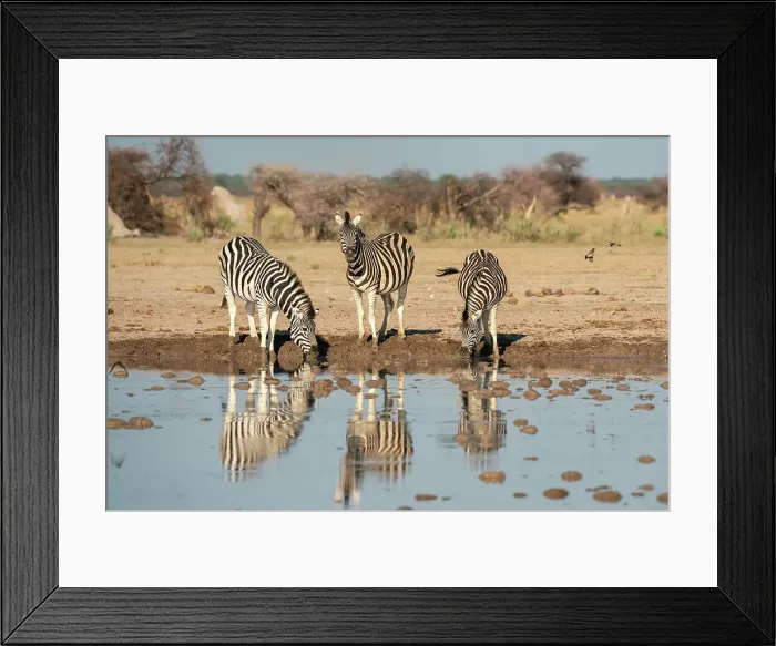 Framed Print : Plains zebra (Equus quagga) drinking at waterhole, Nxai Pan National Park, Botswana, Africa Framed Print : Plains zebra (Equus quagga) drinking at waterhole, Nxai Pan National Park, Botswana, Africa