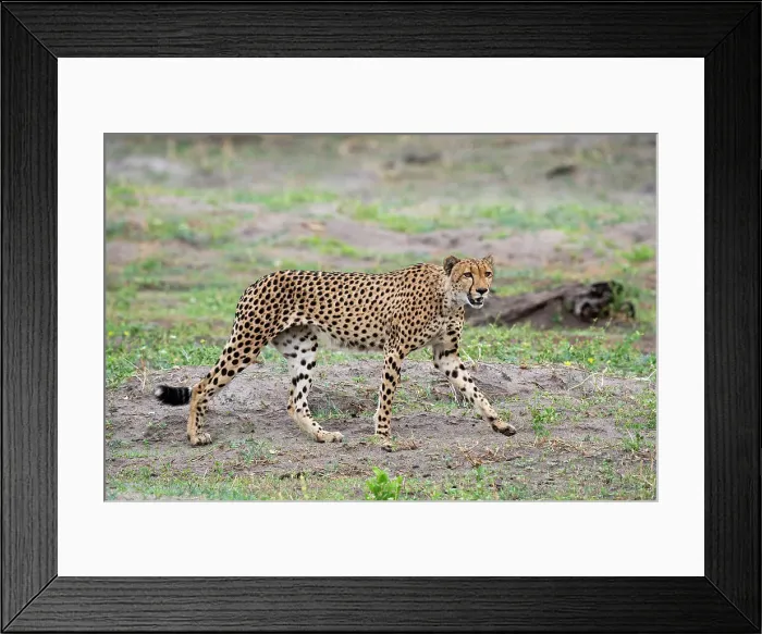 Framed Print : Cheetah (Acynonix jubatus) walking, Savuti, Chobe National Park, Botswana, Africa Framed Print : Cheetah (Acynonix jubatus) walking, Savuti, Chobe National Park, Botswana, Africa