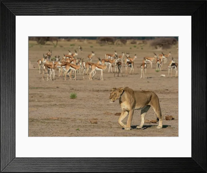 Framed Print : Alerted springboks (Antidorcas marsupialis) watching a lioness (Panthera leo) walking, Nxai Pan National Park, Botswana, Africa Framed Print : Alerted springboks (Antidorcas marsupialis) watching a lioness (Panthera leo) walking, Nxai Pan National Park, Botswana, Africa