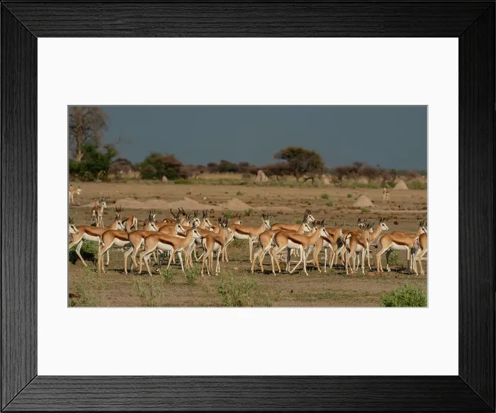 Framed Print : Alerted springboks (Antidorcas marsupialis), Nxai Pan National Park, Botswana, Africa Framed Print : Alerted springboks (Antidorcas marsupialis), Nxai Pan National Park, Botswana, Africa