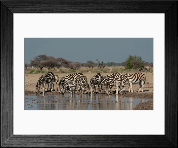 Framed Print : Plains zebra (Equus quagga) drinking at waterhole, Nxai Pan National Park, Botswana, Africa Framed Print : Plains zebra (Equus quagga) drinking at waterhole, Nxai Pan National Park, Botswana, Africa