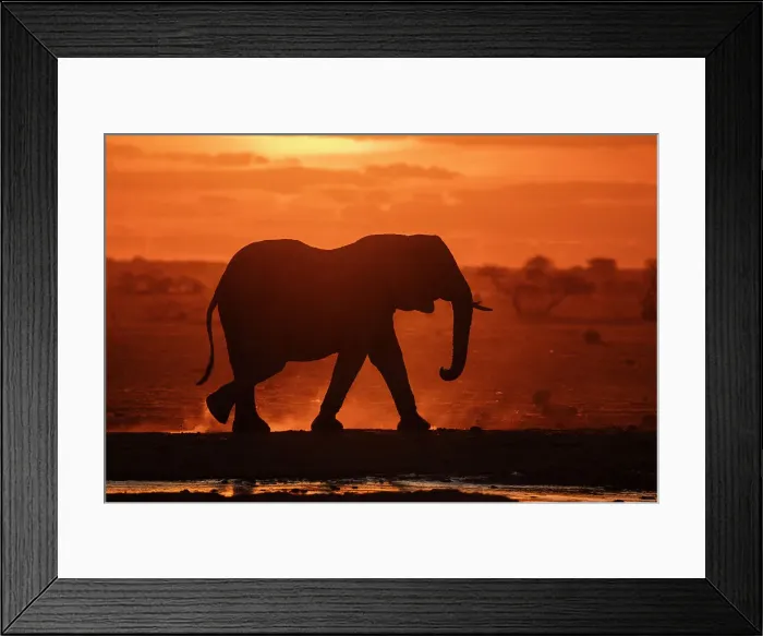 Framed Print : African elephant (Loxodonta africana) at sunset, Nxai Pan National Park, Botswana, Africa