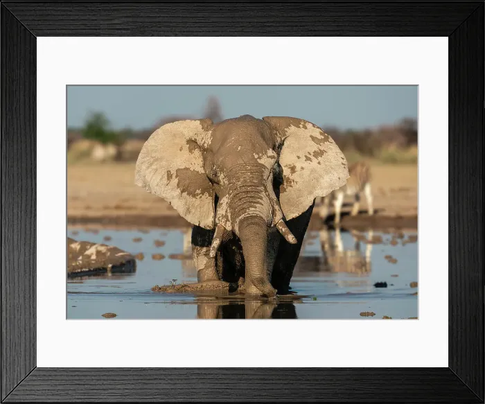 Framed Print : African elephant (Loxodonta africana) at waterhole, Nxai Pan National Park, Botswana, Africa Framed Print : African elephant (Loxodonta africana) at waterhole, Nxai Pan National Park, Botswana, Africa