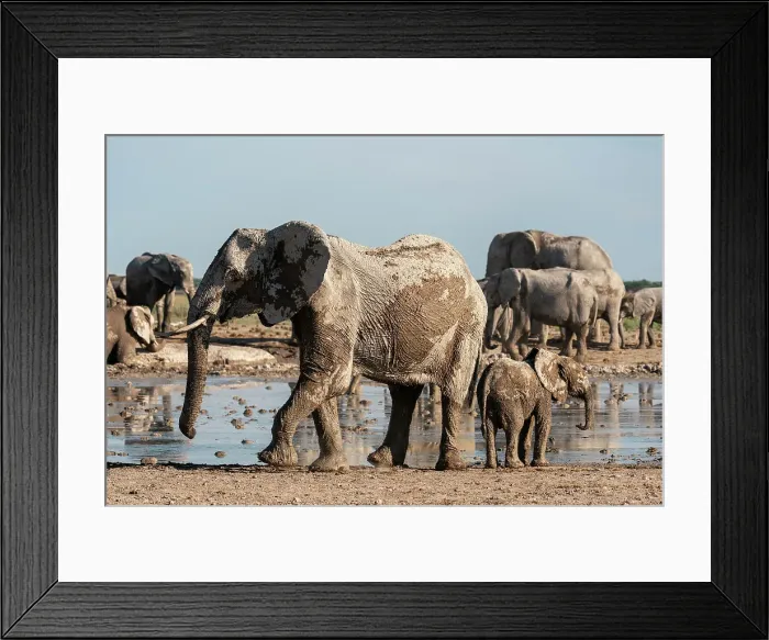 Framed Print : African elephants (Loxodonta africana) at waterhole, Nxai Pan National Park, Botswana, Africa Framed Print : African elephants (Loxodonta africana) at waterhole, Nxai Pan National Park, Botswana, Africa