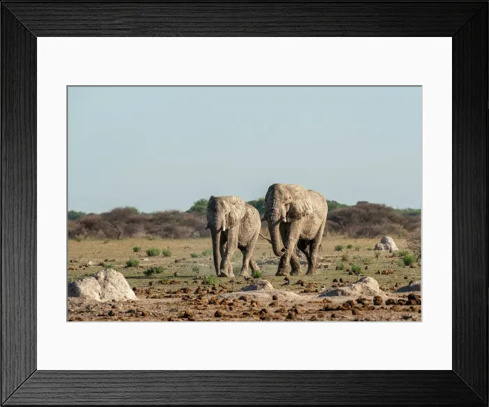 Framed Print : African elephants (Loxodonta africana), Nxai Pan National Park, Botswana, Africa Framed Print : African elephants (Loxodonta africana), Nxai Pan National Park, Botswana, Africa