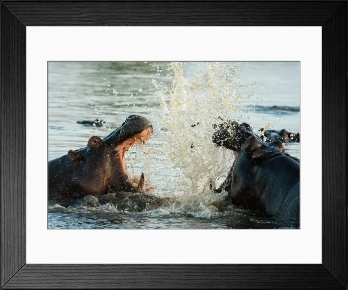 Framed Print : Hippopotamuses (Hippopotamus amphibius) in the river Khwai, Okavango Delta, Botswana, Africa Framed Print : Hippopotamuses (Hippopotamus amphibius) in the river Khwai, Okavango Delta, Botswana, Africa