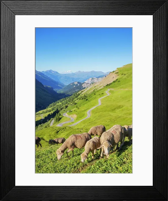 Framed Print : Sheep, Savoie, Auvergne Rhone-Alpes, France, Europe Framed Print : Sheep, Savoie, Auvergne Rhone-Alpes, France, Europe