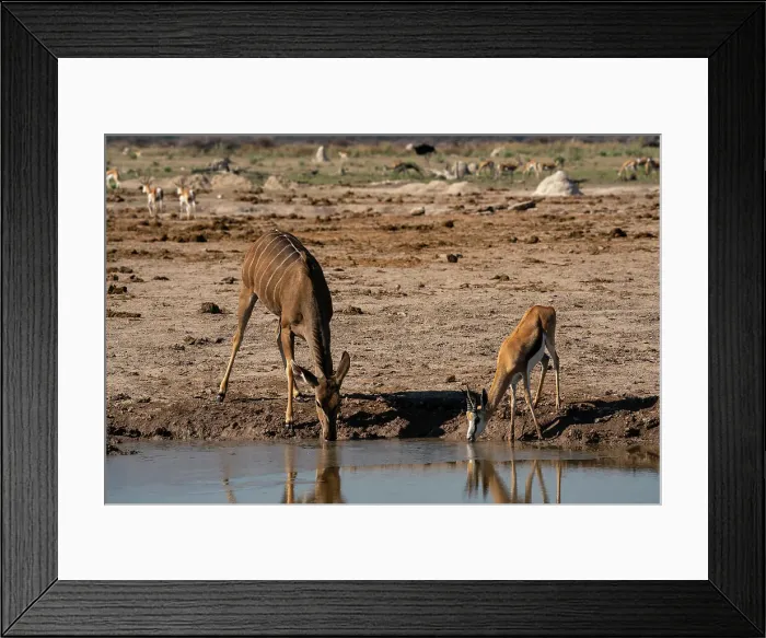 Framed Print : A female greater kudu (Tragelaphus strepsiceros) and springbok (Antidorcas marsupialis) drinking at a waterhole, Nxai Pan National Park, Botswana, Africa Framed Print : A female greater kudu (Tragelaphus strepsiceros) and springbok (Antidorcas marsupialis) drinking at a waterhole, Nxai Pan National Park, Botswana, Africa