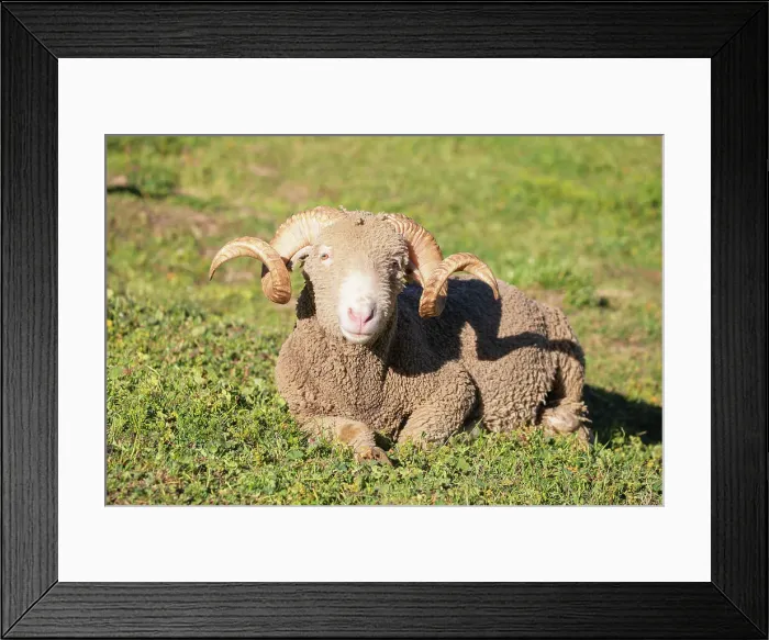 Framed Print : Sheep, Savoie, Auvergne Rhone-Alpes, France, Europe Framed Print : Sheep, Savoie, Auvergne Rhone-Alpes, France, Europe