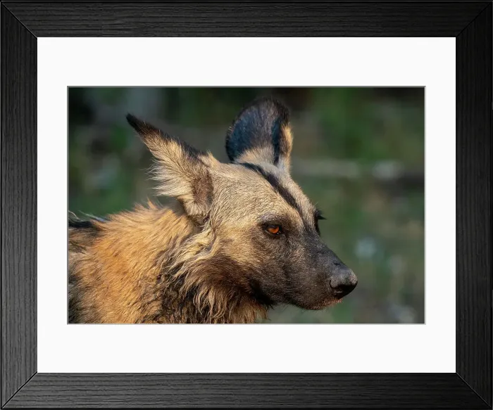 Framed Print : African wild dog (Lycaon pictus), Khwai, Okavango Delta, Botswana, Africa Framed Print : African wild dog (Lycaon pictus), Khwai, Okavango Delta, Botswana, Africa