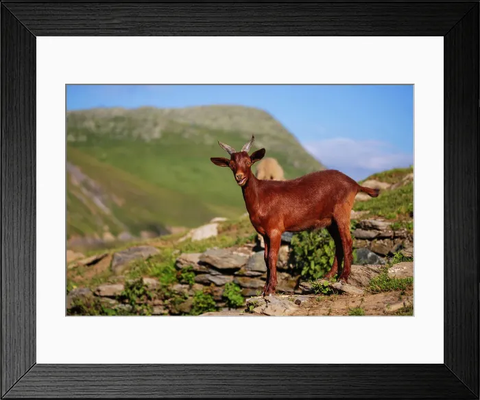 Framed Print : Goat, Savoie, Auvergne Rhone-Alpes, France, Europe Framed Print : Goat, Savoie, Auvergne Rhone-Alpes, France, Europe