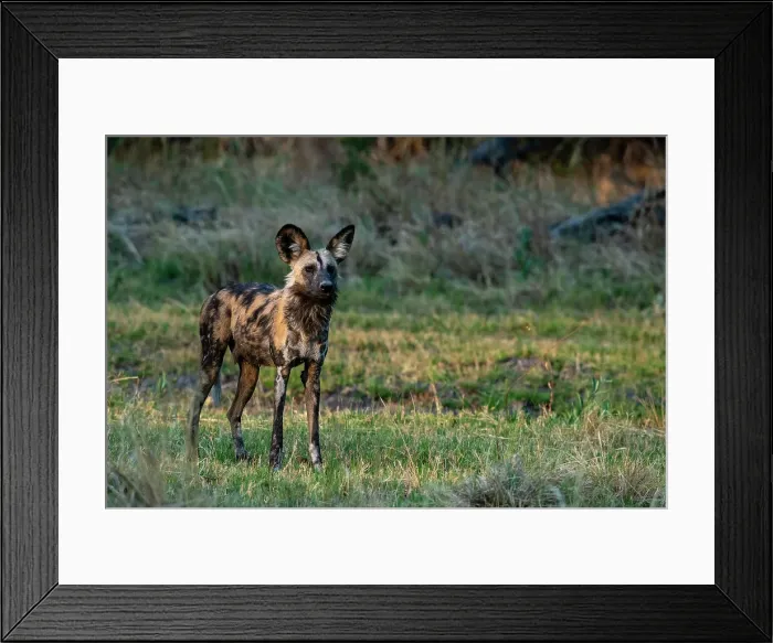 Framed Print : African wild dog (Lycaon pictus), Khwai, Okavango Delta, Botswana, Africa Framed Print : African wild dog (Lycaon pictus), Khwai, Okavango Delta, Botswana, Africa