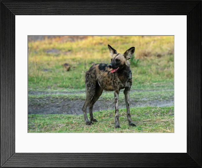 Framed Print : African wild dog (Lycaon pictus), Khwai, Okavango Delta, Botswana, Africa Framed Print : African wild dog (Lycaon pictus), Khwai, Okavango Delta, Botswana, Africa