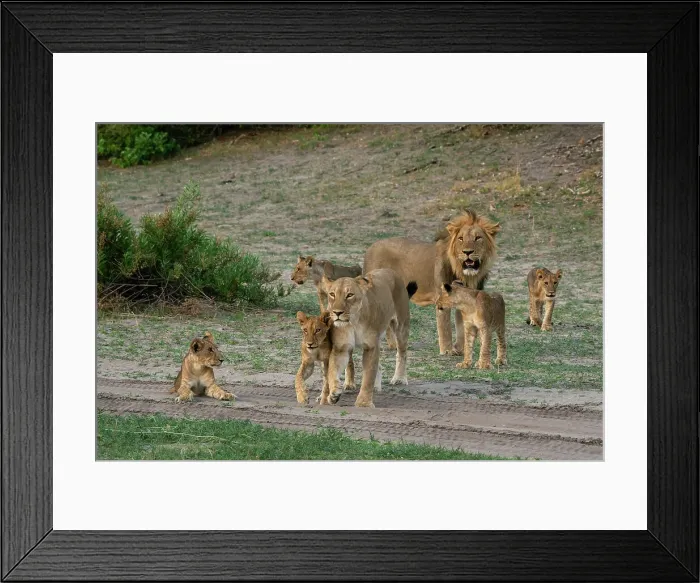 Framed Print : Lion pride (Panthera leo), Savuti, Chobe National Park, Botswana, Africa Framed Print : Lion pride (Panthera leo), Savuti, Chobe National Park, Botswana, Africa