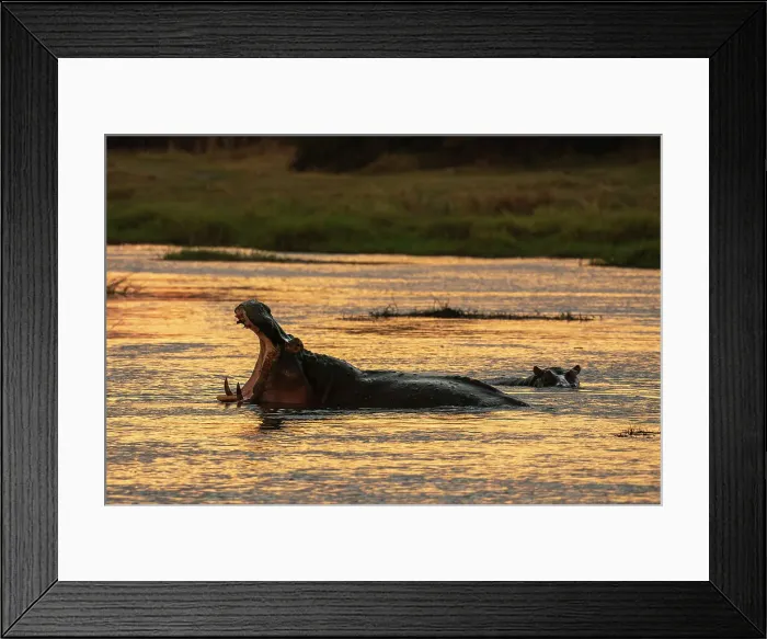 Framed Print : Hippopotamuses (Hippopotamus amphibius) in the river Khwai, Okavango Delta, Botswana, Africa Framed Print : Hippopotamuses (Hippopotamus amphibius) in the river Khwai, Okavango Delta, Botswana, Africa