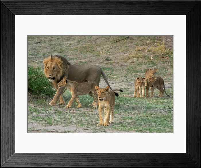 Framed Print : A male lion (Panthera leo) with its cubs, Savuti, Chobe National Park, Botswana, Africa Framed Print : A male lion (Panthera leo) with its cubs, Savuti, Chobe National Park, Botswana, Africa