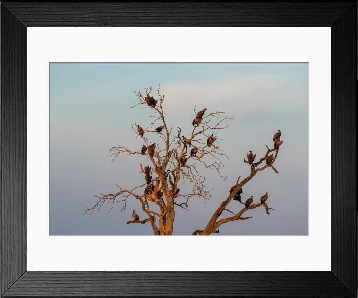 Framed Print : White-backed vultures (Gyps africanus) perching on a tree top, Savuti, Chobe National Park, Botswana, Africa