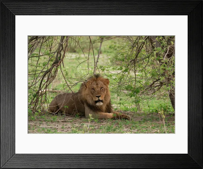 Framed Print : Lion (Panthera leo) looking for shade, Savuti, Chobe National Park, Botswana, Africa Framed Print : Lion (Panthera leo) looking for shade, Savuti, Chobe National Park, Botswana, Africa