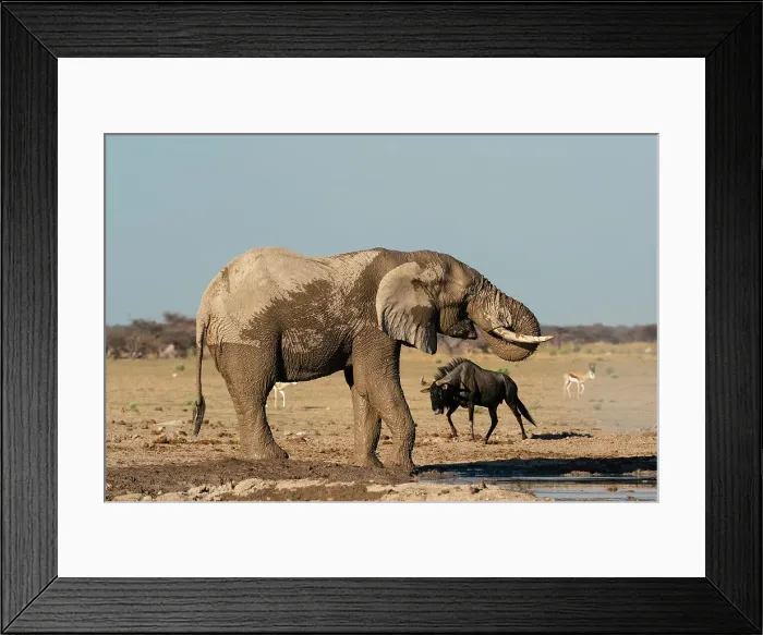 Framed Print : African elephant (Loxodonta africana) and wildebeets (Gnu) (Connochaetes taurinus) at waterhole, Nxai Pan National Park, Botswana, Africa Framed Print : African elephant (Loxodonta africana) and wildebeets (Gnu) (Connochaetes taurinus) at waterhole, Nxai Pan National Park, Botswana, Africa