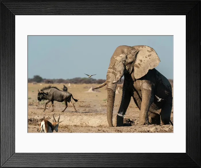 Framed Print : African elephant (Loxodonta africana) at waterhole, Nxai Pan National Park, Botswana, Africa Framed Print : African elephant (Loxodonta africana) at waterhole, Nxai Pan National Park, Botswana, Africa