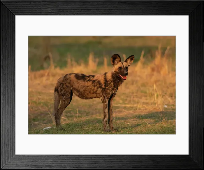 Framed Print : African wild dog (Lycaon pictus), Khwai, Okavango Delta, Botswana, Africa Framed Print : African wild dog (Lycaon pictus), Khwai, Okavango Delta, Botswana, Africa