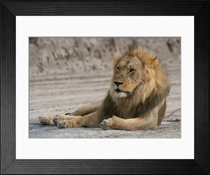 Framed Print : Lion (Panthera leo) resting, Savuti, Chobe National Park, Botswana, Africa Framed Print : Lion (Panthera leo) resting, Savuti, Chobe National Park, Botswana, Africa