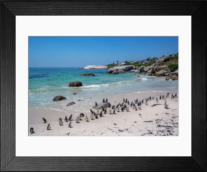 Framed Print : View of African penguins on Boulders Beach, Seaforth, Table Mountain National Park, Cape Town, Western Cape, South Africa, Africa Framed Print : View of African penguins on Boulders Beach, Seaforth, Table Mountain National Park, Cape Town, Western Cape, South Africa, Africa