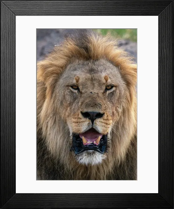 Framed Print : Lion (Panthera leo) portrait, Savuti, Chobe National Park, Botswana, Africa Framed Print : Lion (Panthera leo) portrait, Savuti, Chobe National Park, Botswana, Africa