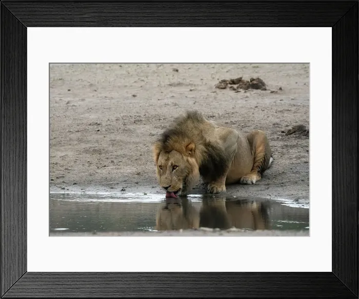 Framed Print : Lion (Panthera leo) drinking at a waterhole, Savuti, Chobe National Park, Botswana, Africa Framed Print : Lion (Panthera leo) drinking at a waterhole, Savuti, Chobe National Park, Botswana, Africa