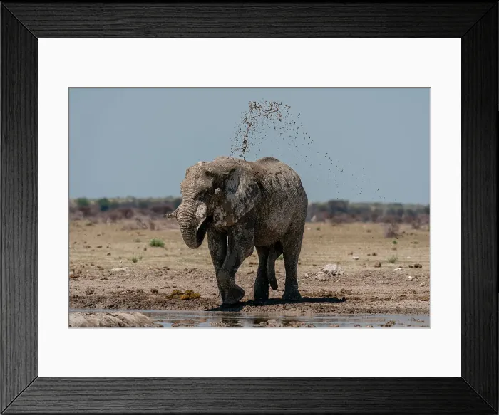 Framed Print : African elephant (Loxodonta africana) at waterhole, Nxai Pan National Park, Botswana, Africa Framed Print : African elephant (Loxodonta africana) at waterhole, Nxai Pan National Park, Botswana, Africa