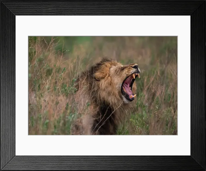 Framed Print : Lion (Panthera leo) flehming, Savuti, Chobe National Park, Botswana, Africa Framed Print : Lion (Panthera leo) flehming, Savuti, Chobe National Park, Botswana, Africa