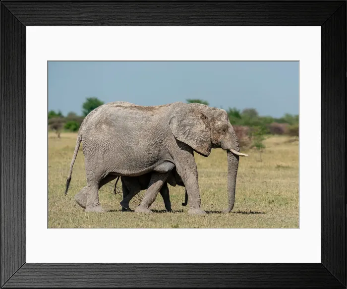 Framed Print : African elephants (Loxodonta africana), Nxai Pan National Park, Botswana, Africa Framed Print : African elephants (Loxodonta africana), Nxai Pan National Park, Botswana, Africa