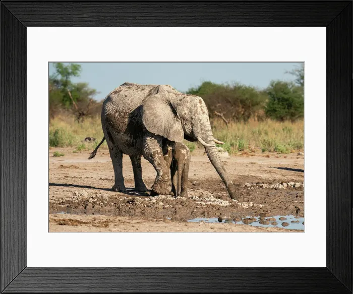 Framed Print : African elephants (Loxodonta africana) at waterhole, Nxai Pan National Park, Botswana, Africa Framed Print : African elephants (Loxodonta africana) at waterhole, Nxai Pan National Park, Botswana, Africa