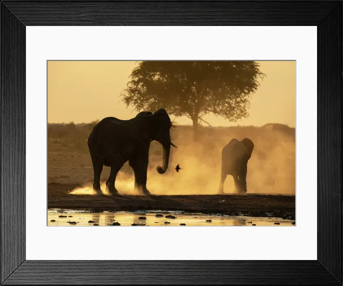 Framed Print : African elephants (Loxodonta africana) at sunset, Nxai Pan National Park, Botswana, Africa Framed Print : African elephants (Loxodonta africana) at sunset, Nxai Pan National Park, Botswana, Africa