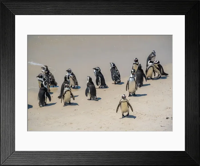 Framed Print : View of African penguins on Boulders Beach, Seaforth, Table Mountain National Park, Cape Town, Western Cape, South Africa, Africa Framed Print : View of African penguins on Boulders Beach, Seaforth, Table Mountain National Park, Cape Town, Western Cape, South Africa, Africa