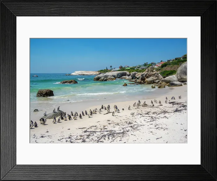 Framed Print : View of African penguins on Boulders Beach, Seaforth, Table Mountain National Park, Cape Town, Western Cape, South Africa, Africa Framed Print : View of African penguins on Boulders Beach, Seaforth, Table Mountain National Park, Cape Town, Western Cape, South Africa, Africa
