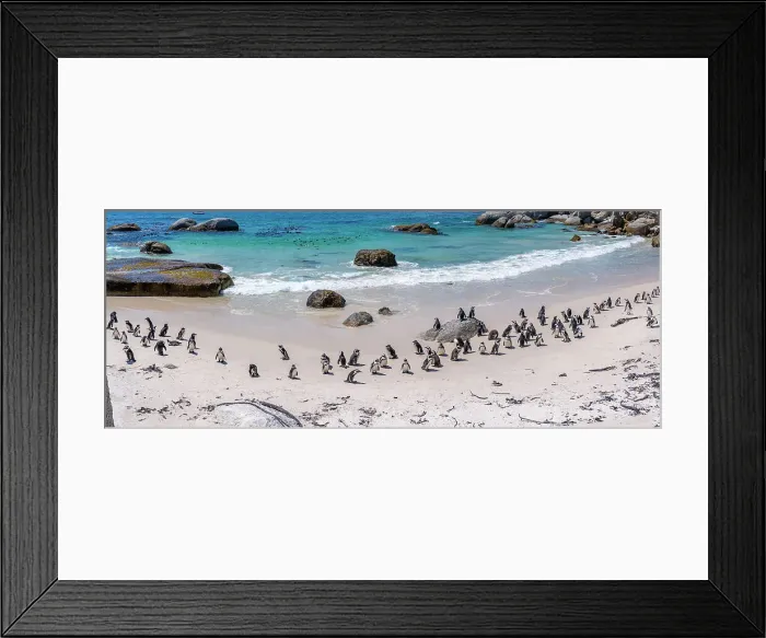 Framed Print : View of African penguins on Boulders Beach, Seaforth, Table Mountain National Park, Cape Town, Western Cape, South Africa, Africa Framed Print : View of African penguins on Boulders Beach, Seaforth, Table Mountain National Park, Cape Town, Western Cape, South Africa, Africa