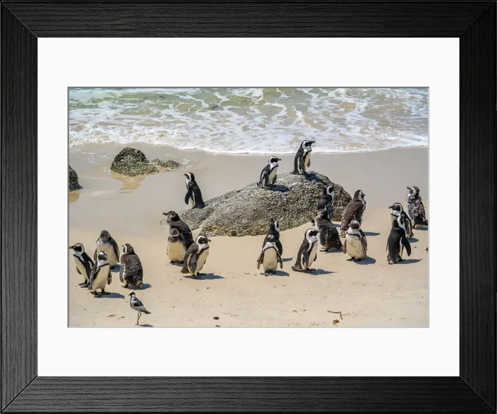 Framed Print : View of African penguins on Boulders Beach, Seaforth, Table Mountain National Park, Cape Town, Western Cape, South Africa, Africa Framed Print : View of African penguins on Boulders Beach, Seaforth, Table Mountain National Park, Cape Town, Western Cape, South Africa, Africa