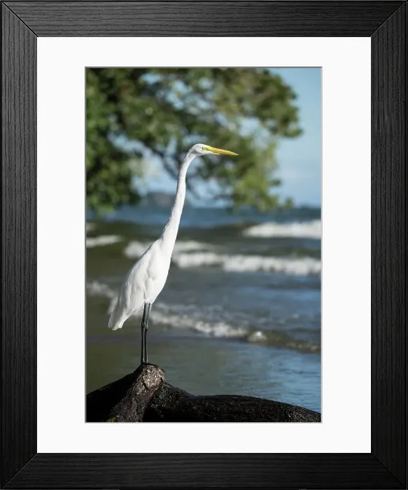 Framed Print : Great Egret (Ardea alba), San Fernando Beach, Ometepe Island, Rivas State, Nicaragua, Central America Framed Print : Great Egret (Ardea alba), San Fernando Beach, Ometepe Island, Rivas State, Nicaragua, Central America